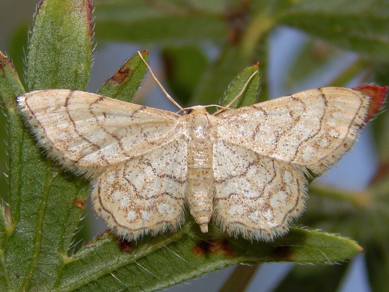 Geometridae da ID - Idaea moniliata